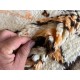 Modern Handmade Moroccan Large Rug, 100% Wool. Custom Options Available