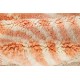 Moroccan Design Tulu Rug in Shades of Pink. All Organic Wool. Handknotted Carpet for Modern Home Decor. Custom Options Available