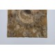 COMMON GROUND (9) – Plant-Dyed Botanical Art on Cotton Canvas COMMON GROUND (9) – Plant-Dyed Botanical Art on Cotton Canvas